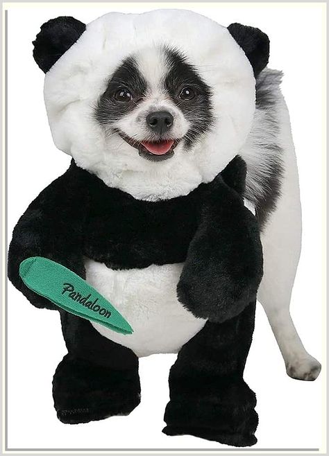 Pandaloon Panda Puppy Dog and Pet Costume Set - AS SEEN ON Shark Tank - Walking Teddy Bear with Arms (3, Panda) Panda Dog Costume, Panda Puppy, Dog Lion Mane, Teddy Bear Costume, Panda Dog, Dog Halloween Costume, Funny Costume, Puppy Costume, Dog Light