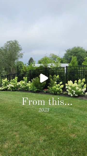 Hedges Landscaping, Black Eyed Susan Vine, Landscaping Around House, Hydrangea Landscaping, Limelight Hydrangea, One Year Later, New Roots, Black Eyed Susan, Great Week