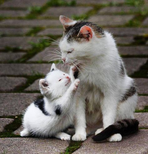 with mom! Mother Cat, Mama Cat, Baby Kittens, Funny Cat Memes, Cute Cats And Kittens, 영감을 주는 캐릭터, The Funny, Silly Cats, Cats Meow