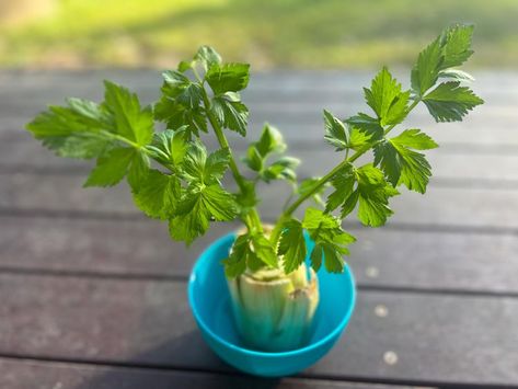 How to Regrow Celery From Scraps How To Regrow Celery, Herbs In Water, Regrow Celery, Celery Plant, Growing Celery, Breakfast Party Foods, Entertaining Dinner, Breakfast Party, Container Gardening Flowers