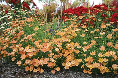 Most Coreopsis flowers are yellow, but 'Creme Caramel' Coreopsis blooms from early summer to fall in creamy peach-pink and gold. When the temperatures drop, the flowers turn to salmon orange. Coreopsis, also called tickseed, is a perennial with fine-cut foliage. The plants spread nicely in borders, beds or naturalized areas and grow about 18 inches tall. Keep 'Creme Caramel' happy in a sunny spot with good drainage, and divide the plants every two or three years if they become crowded. Pollinators love these long-blooming plants, but deer tend to leave them alone. Ask your local garden center about availability. 2024 Pantone Color, Coreopsis Flower, Full Sun Shrubs, Flowering Quince, Drought Tolerant Perennials, Salmon Orange, Pantone Color Of The Year, Creme Caramel, Peach Trees