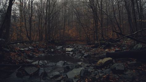 gray rock lot, landscape photo of stones on forest #water #forest #fall #dark #gloomy #mist #4K #wallpaper #hdwallpaper #desktop Forest Fall, Pine Tree Silhouette, Forest Falls, Hidden Forest, Waterfall Paintings, Gray Rock, Silhouette Painting, Water Fall, Beautiful Wallpaper For Phone