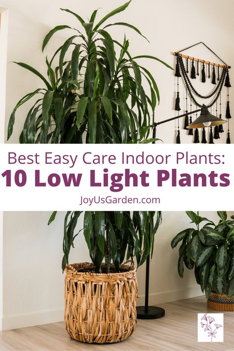 Are you looking for low light houseplants & low light plants for indoors? This list of low light indoor plants includes the best houseplants for low light, the best houseplants for low light areas, easy care houseplants for low light, houseplants for dark rooms, houseplants for lower light conditions, & indoor plants for dark rooms. These easy care indoor plants are all houseplants for beginners. Find small indoor plants for low light & tall plants for low light here. Indoor Trees Low Light, Plants For Dark Rooms, Houseplants For Low Light, Indoor Plants For Low Light, Indoor Floor Plants, Plants For Low Light, Low Maintenance Indoor Plants, Tall Indoor Plants, Easy Indoor Plants