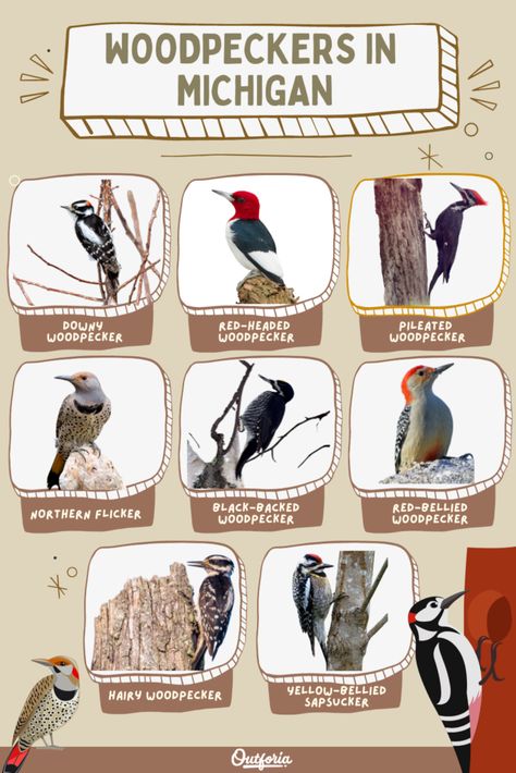 Curious to find out what woodpeckers live in Michigan? Check out Outforia's latest article to know more about the 8 species of woodpeckers in Michigan. Michigan Wildlife, Michigan Birds, Backyard Birds Watching, Backyard Birds Feeders, Northern Flicker, Animal Inspiration, Downy Woodpecker, Woodpeckers, Tree Trunks