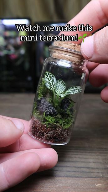 Tanaman Air, Diy Succulent Terrarium, Taman Air, Beautiful Terrariums, Mini Terrarium, نباتات منزلية, Highlights For Brunettes, Summer Hair Highlights, Color For Brunettes