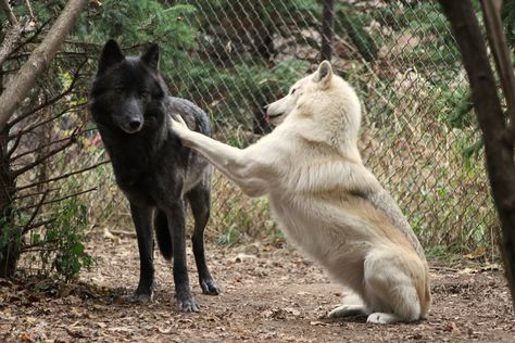 Wolf Poses, Mini Mundo, Wolf Photography, Wolf Photos, Wolf Love, Wolf Pictures, Beautiful Wolves, Wild Dogs, Silly Animals