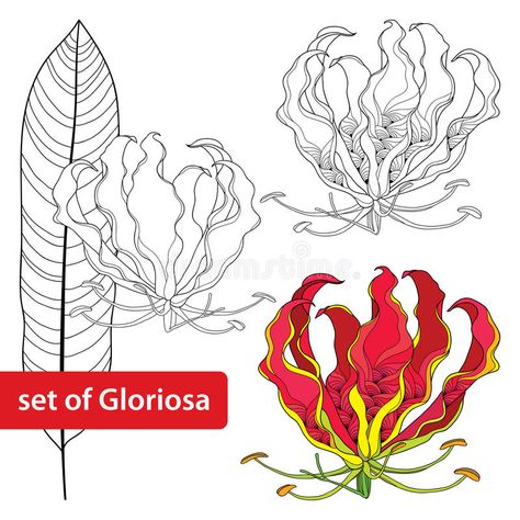 Set of Gloriosa superba or flame lily, tropical flower and leaf isolated on white background. Poisonous plant. National flower of Zimbabwe. Floral elements in stock illustration Lilly Flower Drawing, Gloriosa Superba, Flame Lily, South African Flowers, Gloriosa Lily, Fire Lily, Lily Tattoo Design, Lilies Drawing, Lily Flower Tattoos