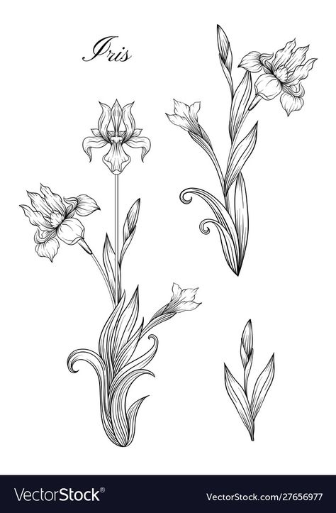 Art Nouveau Flowers Illustration, Iris Flower Tattoo, Iris Tattoo, Nouveau Tattoo, Design Outline, Flower Pattern Drawing, Feminine Tattoo Sleeves, Outline Design, Flower Sleeve