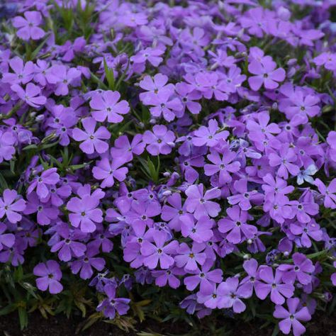 Phlox Subulata, Indigo Flower, Creeping Phlox, Indigo Purple, Ground Covers, Plant Zones, Home Garden Plants, Border Plants, Proven Winners