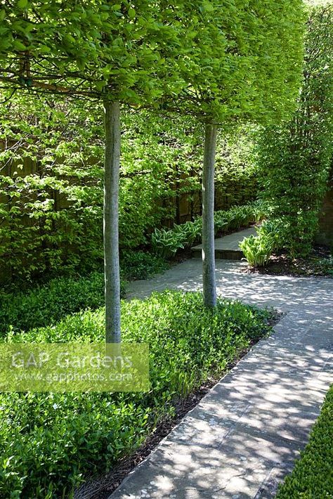 Pleached Carpinus betulus, underplanted with Vinca minor f. alba 'Gertrude Jekyll' in Spring. Pleached Hornbeam. Pleached Hornbeam Trees, Pleached Hornbeam, Modern Landscape Design Front Yard, Carpinus Betulus, Hornbeam Hedge, Gertrude Jekyll, Vinca Minor, Small Garden Landscape, Praise The Sun