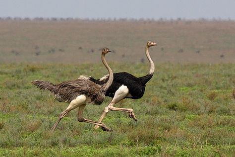 Male and female ostriches. According to a Kansas ostrich farmer, one of the main difficulties in raising these birds is that they are intensely stupid. He tells of a bird that got its head stuck in a fence, so naturally it braced both feet on the fence and pulled. It pulled its own head off! Ostrich Running, Male Horse, The Sky Is Falling, Flightless Bird, Incredible Creatures, Out Of Africa, Big Bird, Birds Flying, Jungle Animals