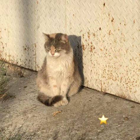 A Cat, Yellow, Wall