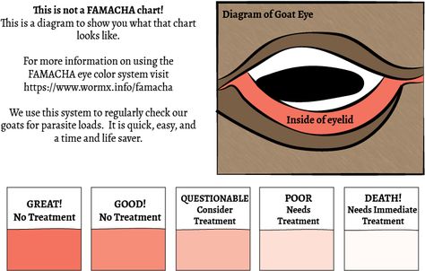 Famacha Chart, Goat Famacha Chart, Sick Emoji, Ranch Animals, Livestock Judging, Goat Health, Keeping Goats, Horse Farm Ideas, Show Goats