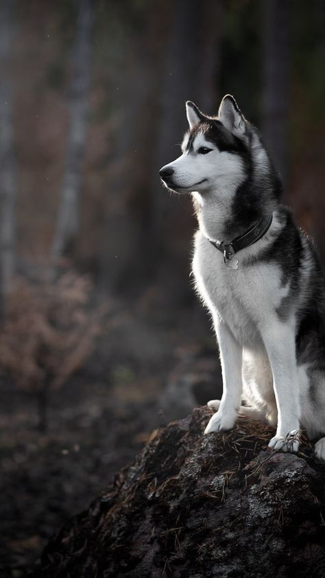 Siberian Husky Wallpaper, Husky Mix Breeds, Husky Wallpaper, Blue Eyes Baby, Small Husky, Husky Facts, Siberian Husky Facts, Black Husky, Husky With Blue Eyes