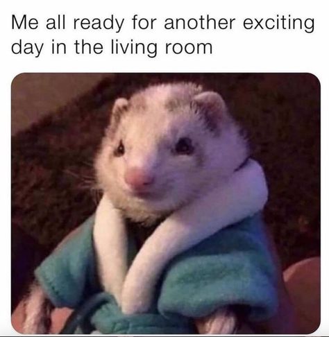 An Animal, Ferret, Living Room, Memes, Funny, On Instagram, Instagram