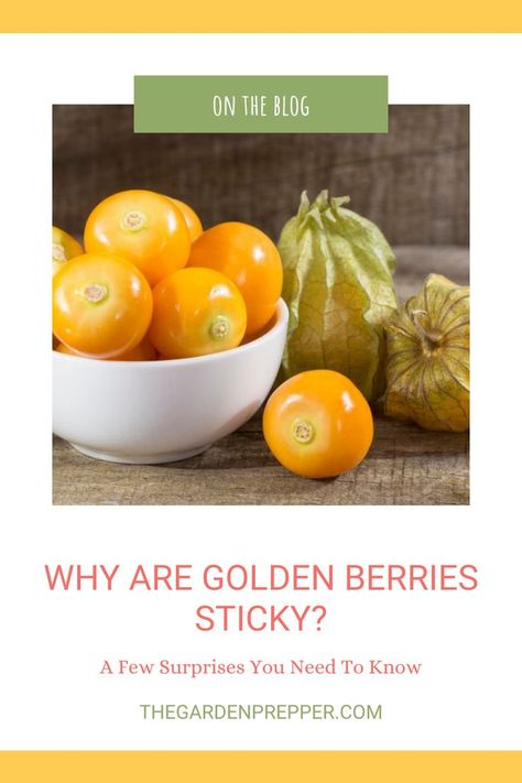 why are golden berries sticky Golden Berry, Golden Berries, Eye Sight Improvement, Types Of Fruit, Linoleic Acid, Growing Fruit, Vitamin K, Tropical Fruits, Tropical Fruit