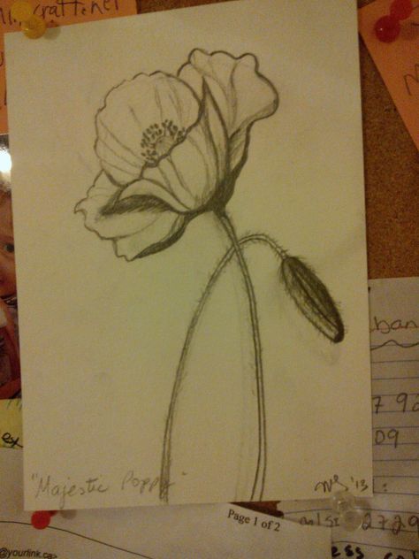 Pencil drawing "Majestic Poppy" Drawing Poppies, Poppy Sketch, Awesome Drawings, Artistic Ideas, Draw Flowers, Sketching Ideas, Flower Inspiration, Pencil Sketches, Easy Art