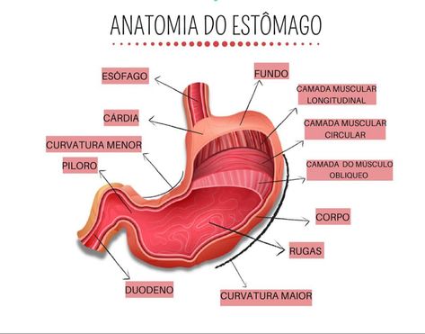 Med Vet, Anatomy, Map, Human