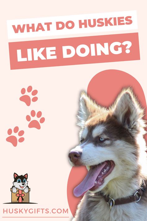 What do Huskies like? Husky Training, Behavior Tips, Husky Photos, Alaskan Husky, Full Of Energy, A Husky, Siberian Husky, Husky, Things That