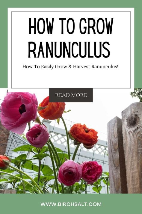 Check out the blog post to learn how you can easily grow ranunculus flowers from start to finish! #gardening #flowers #cutflowers #harvest #zone5b #maine #ranunculus #spring Grow Ranunculus, Ranunculus Flowers, Zone 5, Gardening Flowers, Ranunculus, How To Grow, Cut Flowers, Flower Art, To Grow