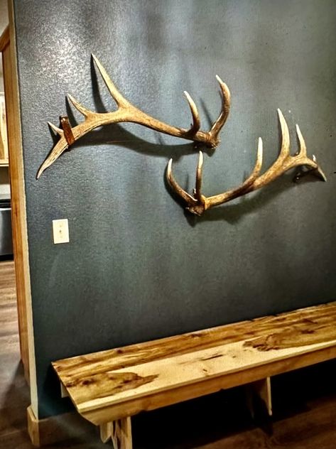 Antler Shed Ideas, Antler Display Ideas, European Deer Mount Ideas, Antler Display, Canadian Decor, Deer Antler Crafts, Antler Ideas, Elk Head, Antlers Decor