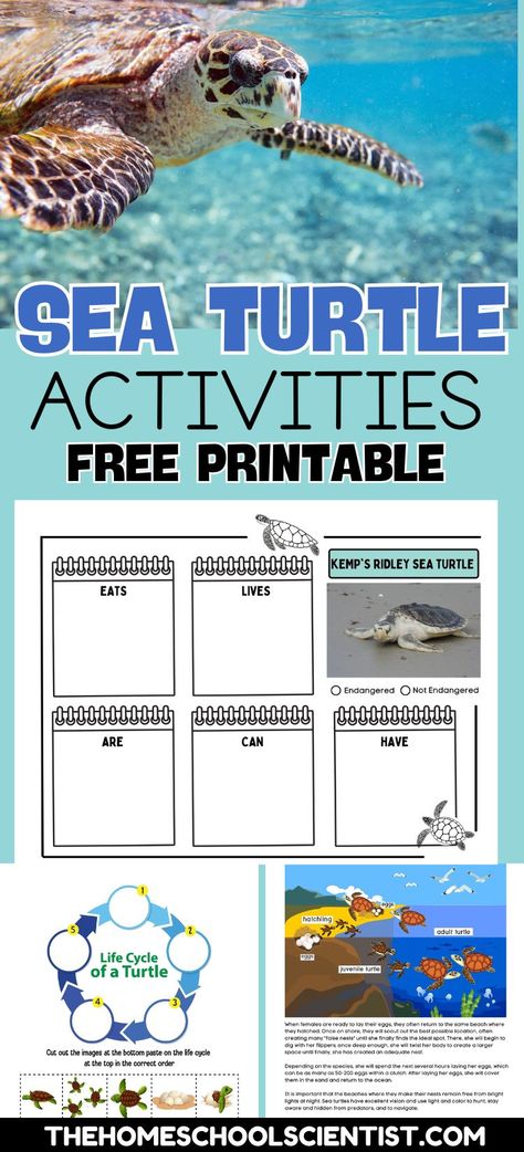 Everything needed to enjoy a sea turtle study - free printable, facts, and activities for grades K-6 Sea Turtle Anatomy, Sea Turtle Facts, Turtle Life Cycle, Turtle Activities, Turtle Facts, Land Turtles, Turtle Habitat, Turtle Time, Ocean Science