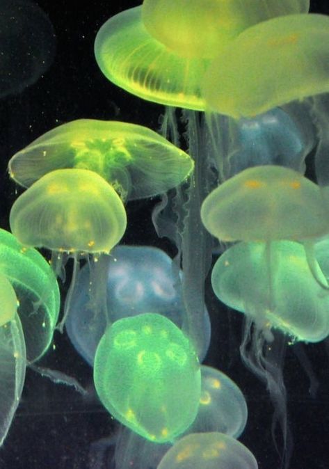 Neon Jellyfish, Jellyfish, Not Mine, Neon, Water, Green