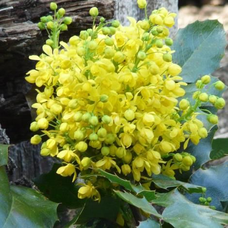 Creeping Mahonia, Mahpnia repens flowers Creeping Mahonia, Xeriscape Plants, Oregon Grape, California Native Plants, Water Wise, Drought Tolerant Plants, Plant List, Ground Cover, Drought Tolerant