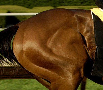 Equine Muscle Matters Reviewed Horse Face Muscles, Muscle Horse, Bodybuilding Tips, Hoof Print, Horse Info, Horse Anatomy, Thoroughbred Horse Racing, Horse Inspiration, Animal Reference