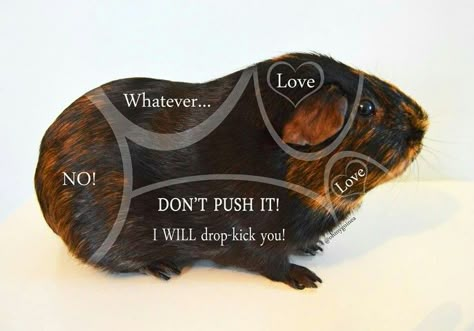 A guide to piggy tickles, as seen on the Guinea Pig Fun Facebook page. Guinnea Pig, Guine Pig, Diy Guinea Pig Cage, Guinea Pigs Funny, Guinea Pig Ideas, Guinea Pig Diy, Pig Ideas, Guinea Pig Food, Guinea Pig House