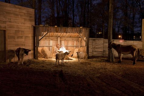 Live Nativity Scene, Nazareth Village, Living Nativity, Live Nativity, Assembly Of God, Jesus Background, Ward Christmas Party, Bethlehem Christmas, Nativity Stable