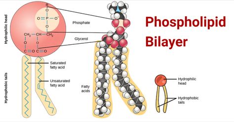 What are Membrane Lipids? Lipid molecules make up about 50% of the mass of most animal cell membranes. These are amphiphilic (amphipathic) molecules that are arranged into a two-dimensional sheet-like ... Read more The post Phospholipid Bilayer- Structure, Types, Properties, Functions appeared first on Microbe Notes. Lipids Structure, Phospholipid Bilayer, Microbiology Notes, Molecule Model, Microbiology Study, Biochemistry Notes, Teas Test, Science Diagrams, Peptide Bond