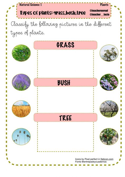 Ejercicio de Types of plants: grass,bush,tree Classifying Plants, Tree Worksheet, Moss Grass, Tree Id, Small Nurseries, Tree Icon, Plant Science, Plant Nursery, School Subjects