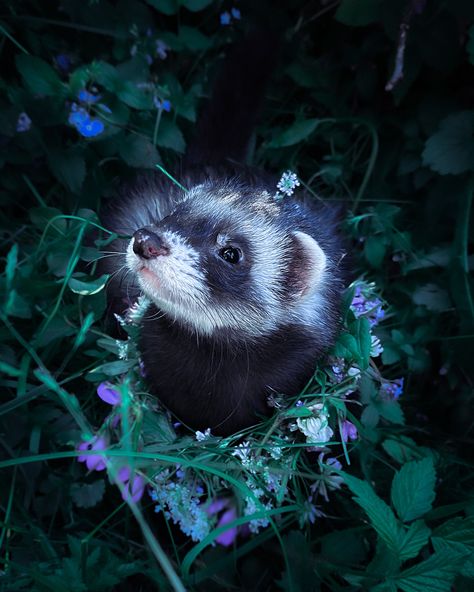 Polecat Aesthetic, Black And White Ferret, Ferret Astethic, Black Ferret Aesthetic, Ferret Icon, Cute Ferrets Aesthetic, Ferret Wallpaper, Ferret Aesthetic, Blossom Core