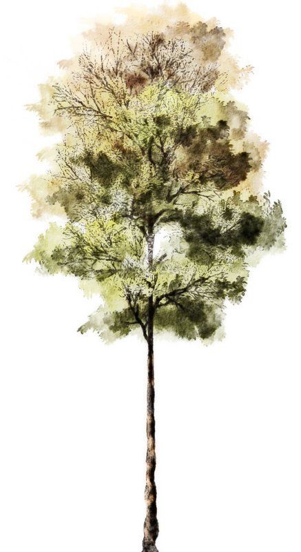 Architectural Trees, Texture Architecture, Tree Photoshop, Textures Architecture, Illustration Landscape, Landscape Design Drawings, Photoshop Watercolor, 3d Architectural Rendering, Tree Textures