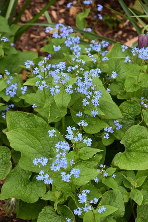 Brunera Plant, Brunnera Macrophylla, Siberian Bugloss Plant, Shade Landscaping, Rainbow Garden, Plant Identification, Green Lawn, Magical Garden, Herbaceous Perennials