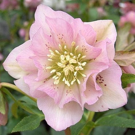 Helleborus Hellebore Orientalis Ellen Pink Double in A 9g seed: Only seeds : Amazon.com.be: Garden Hellebore Flower, Prunus Mume, Lenten Rose, Cottage Garden Plants, Winter Rose, Winter Plants, Plant Tags, Christmas Rose, Nature Garden