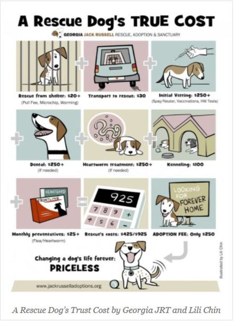 the benefits of a rescue dog Animal Rescue Ideas, Dogs Trust, Stop Animal Cruelty, Adopting A Child, Animal Sanctuary, Rescue Dog, Dog Blog, Rescue Dogs, Shelter Dogs