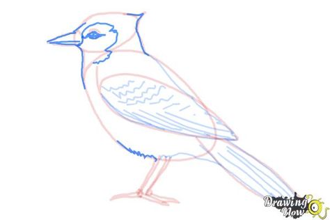 Blue Jay Drawing Easy, How To Draw A Blue Jay, Blue Jay Drawing, Blue Jay Tattoo, Blue Jay Art, Drawing Birds, Animal Line Drawings, Drawing Steps, Easy Step By Step Drawing