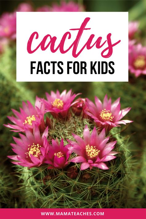 Cactus Facts for Kids: Fun Facts for Kids - Mama Teaches Kids Fun Facts, Cactus Facts, Night Blooming Flowers, Fun Facts For Kids, Barrel Cactus, Cactus Types, All Fruits, Facts For Kids, Root System