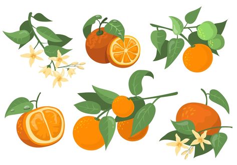 Tangerine Tree, Sketch Background, Pumpkin Vine, Fruit Labels, Pumpkin Garden, Funny Fruit, Fruit Vector, Leaf Images, Fruit Illustration