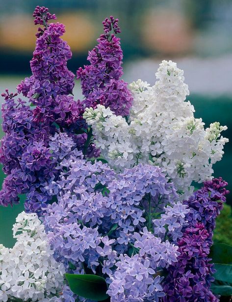 Syringa vulgaris | common lilac Shrubs/RHS Syringa Flower, Common Lilac, Summer Names, Hampton Court Palace Gardens, Lilac Bush, Syringa Vulgaris, Lilac Bushes, Blue And Purple Flowers, Palace Garden