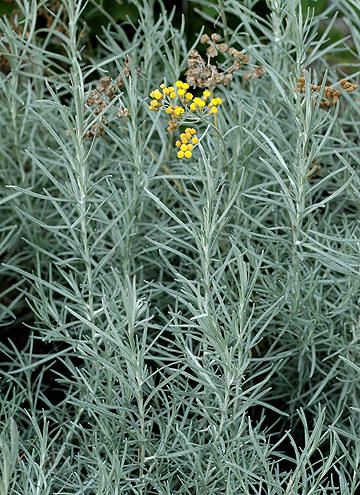 KARRIPLANTE - Helichrysum italicum Helichrysum Italicum, Planting Plan, Variegated Plants, Foliage Plants, Leaf Flowers, Front Garden, Colour Schemes, Garden Styles, Natural Essential Oils