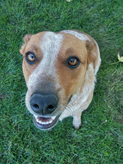 Our Little Red Healer...Nicole Marie Red Healer, Dogs, Red, Animals