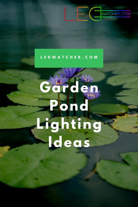 Building a pond, a small fountain or even a mini waterfall on a running stream in your garden are some of the best ways to add class, style, and natural beauty to it. The one drawback these decorative options have, however, aside from being somewhat costly and time-consuming to make, is that they are only visible during the day or on bright, moonlit nights.💡⁠ Check our Pond Lighting Ideas and find something for you! 😎 #LedWatcher #ledlighting #outdoorlighting #solarlights #pond #gardenlights Koi Pond Lighting Ideas, Pond Lights Underwater, Pond Lighting Ideas, Pond Lighting, Water Feature Lighting, Raised Pond, Solar Water Feature, Solar Pond, Mini Waterfall