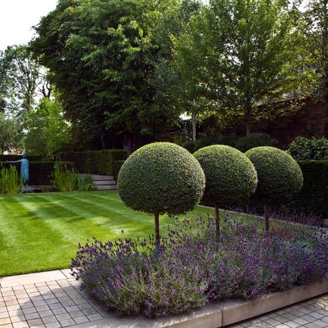 Modern Country Style: Modern Country Garden Combos: Lavender And Topiary Tree Garden Design, Country Garden Design, Contemporary Garden Design, Landform, Topiary Garden, Modern Garden Design, Topiary Trees, Have Inspiration, Contemporary Garden