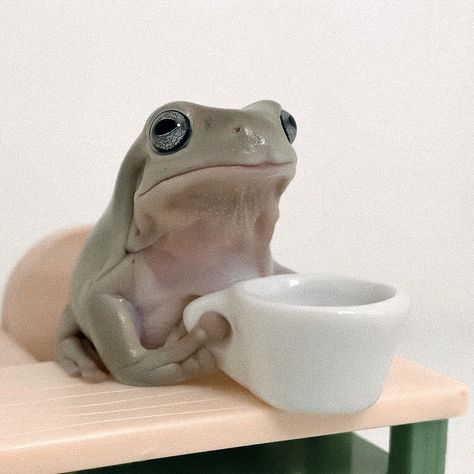 Aesthetic Morning, Frog Frog