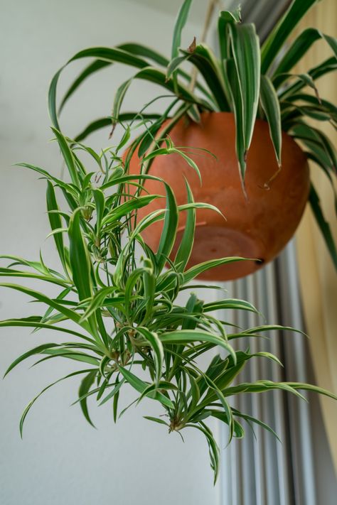 How To Propagate Spider Plants – With and Without Spiderettes Spider Plants Care, Pfp Spider, Spider Man Pfp, Spider Plant Care, Spider Plant Babies, Costume Spider, Spider Man Spider, Man Pfp, Spider Man Costume