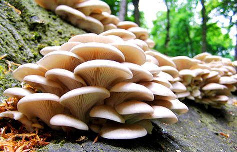 oyster mushrooms profitable Mushroom Farming, Mushroom Guide, Makanan Rendah Kalori, Mushroom Identification, Grow Mushrooms, Poisonous Mushrooms, Mushroom Benefits, Canned Mushrooms, Mushroom Garden