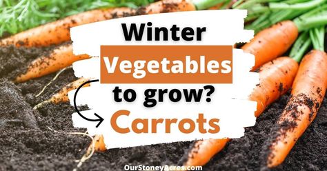 Growing Carrots for Winter Harvest - Our Stoney Acres Growing Carrots From Seed, Year Round Gardening, Planting Carrots, Growing Lettuce Indoors, Growing Winter Vegetables, Grow Carrots, Horticulture Therapy, Canned Carrots, How To Plant Carrots